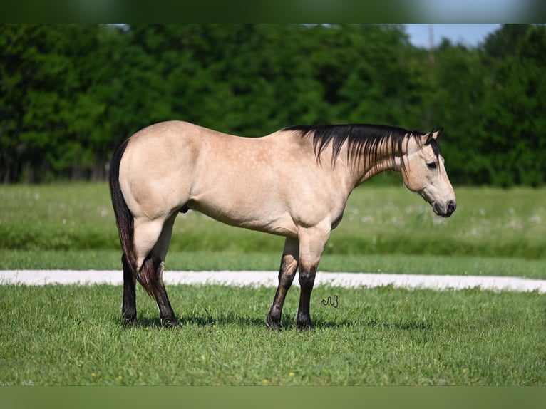 Quarterhäst Valack 9 år 152 cm Gulbrun in Waco