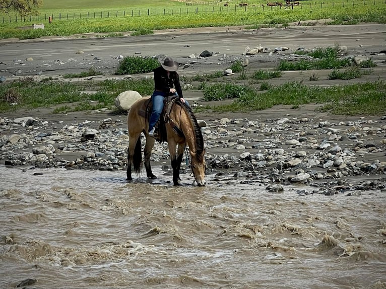Quarterhäst Valack 9 år 152 cm Gulbrun in Paicines CA