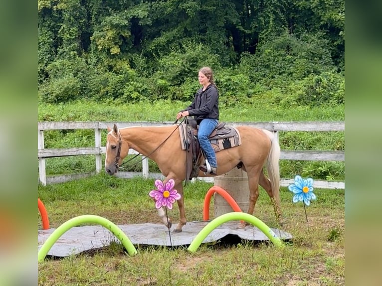 Quarterhäst Valack 9 år 152 cm Palomino in Granby, CT