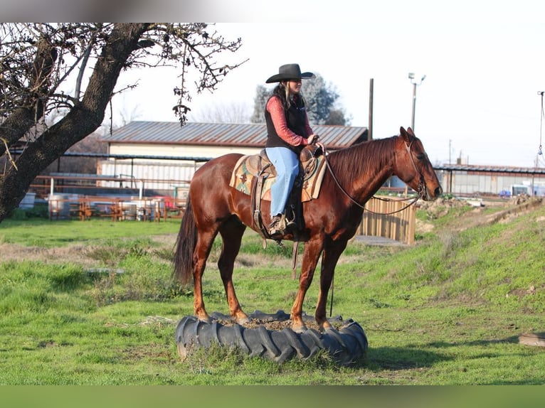 Quarterhäst Valack 9 år 152 cm Rödskimmel in Waterford