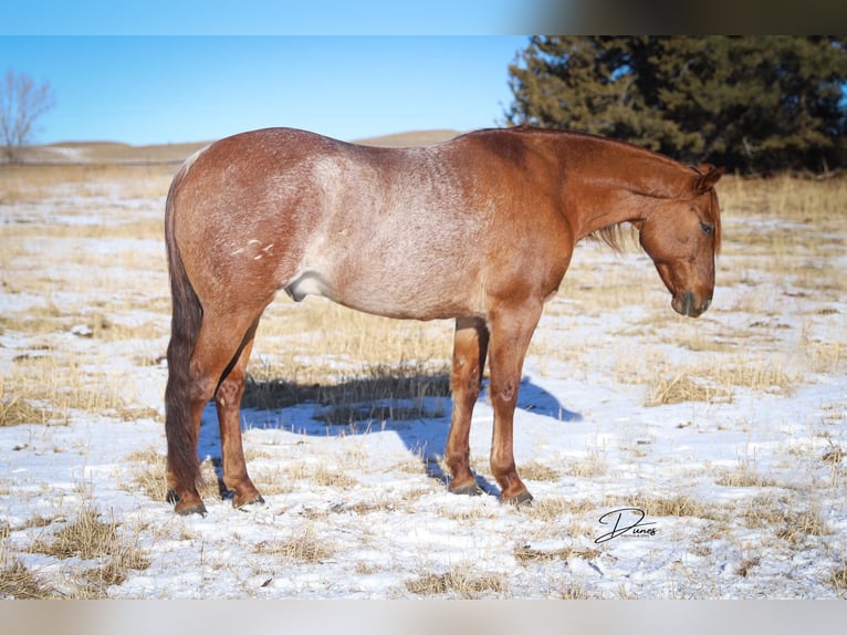 Quarterhäst Valack 9 år 152 cm Rödskimmel in THedford NEbraska