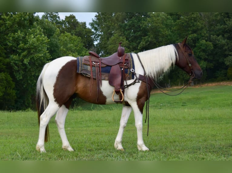 Quarterhäst Valack 9 år 152 cm Tobiano-skäck-alla-färger in Greenville Ky