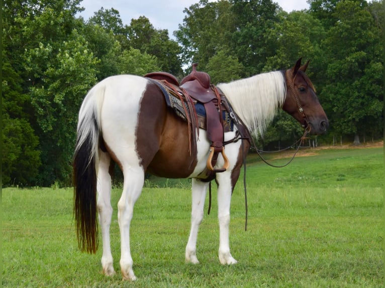 Quarterhäst Valack 9 år 152 cm Tobiano-skäck-alla-färger in Greenville Ky