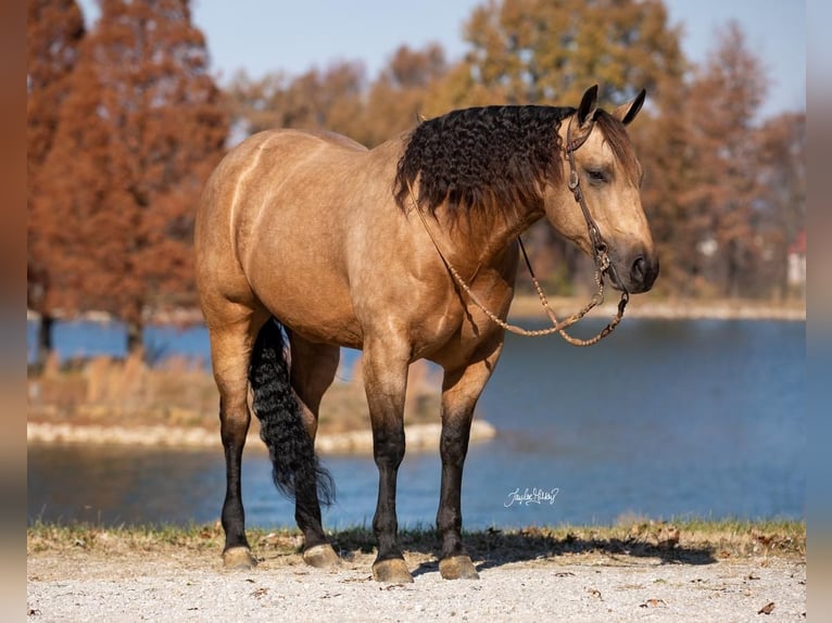 Quarterhäst Valack 9 år 155 cm Gulbrun in Robards