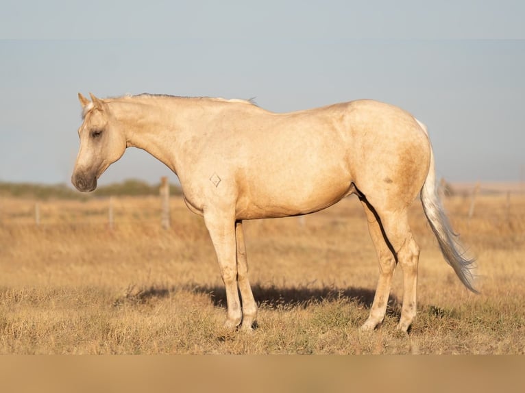 Quarterhäst Valack 9 år 157 cm Palomino in Canyon, TX