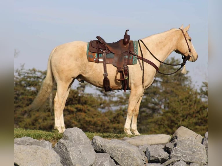 Quarterhäst Valack 9 år 157 cm Palomino in Rebersburg