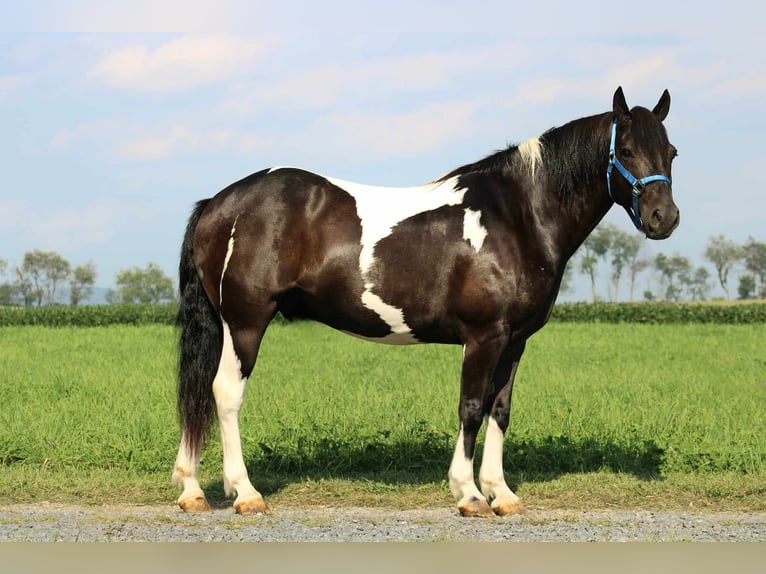 Quarterhäst Blandning Valack 9 år 157 cm Pinto in Rebersburg, PA