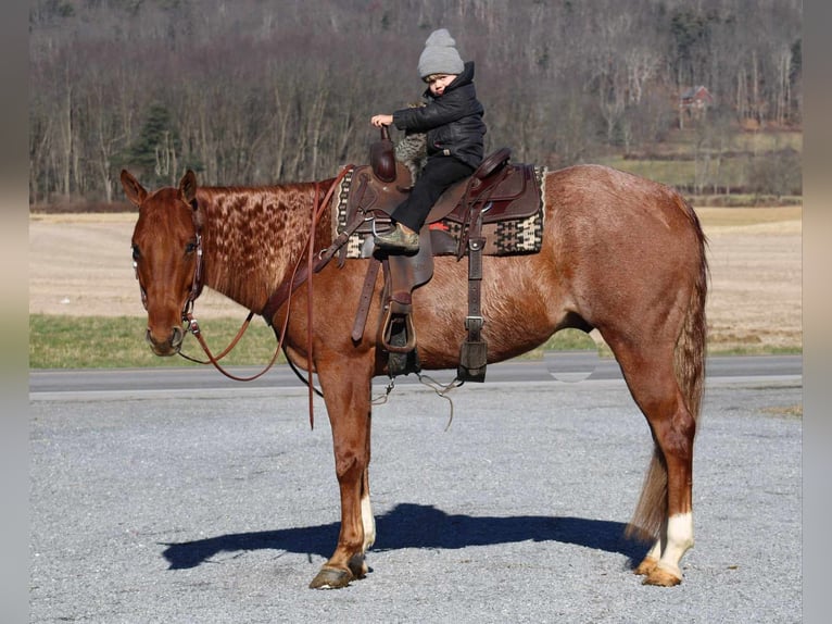 Quarterhäst Valack 9 år 157 cm Rödskimmel in Rebersburg
