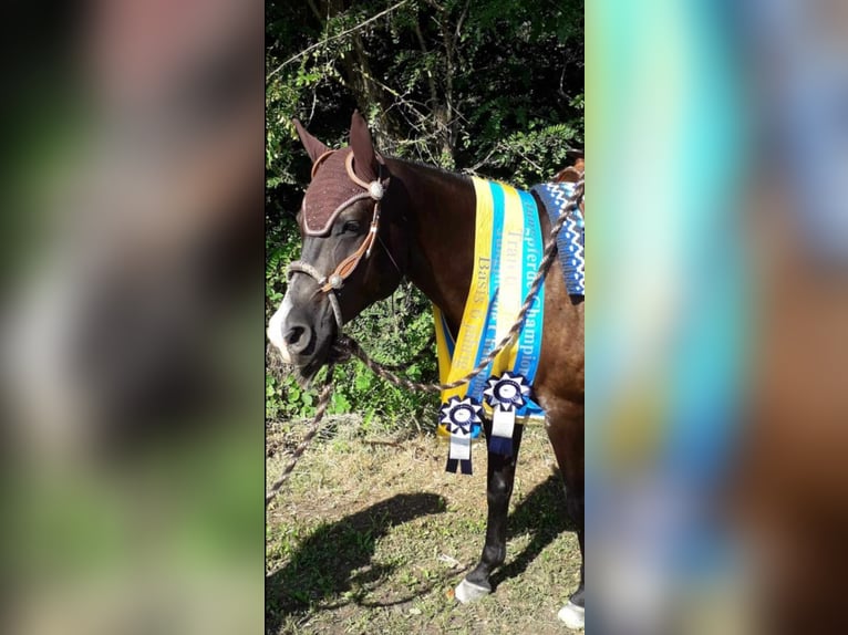 Quarterhäst Valack 9 år 163 cm Svart in Lorsch