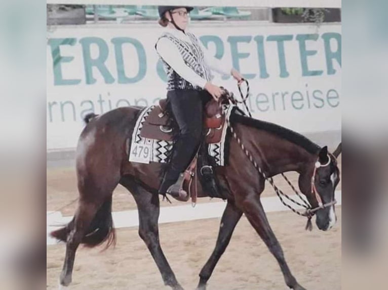 Quarterhäst Valack 9 år 163 cm Svart in Lorsch