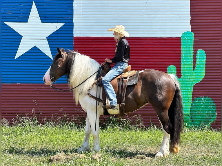 Quarterhäst Valack 9 år Tobiano-skäck-alla-färger in Byers TX