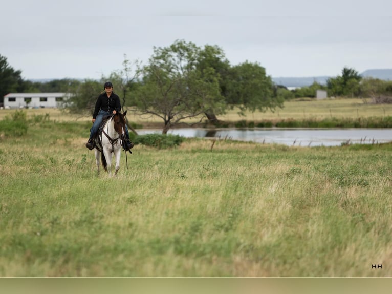 Quarterhäst Valack 9 år Tobiano-skäck-alla-färger in Granbury TX