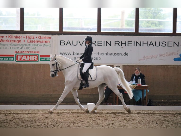 R sucht P - Reitbeteiligung gesucht