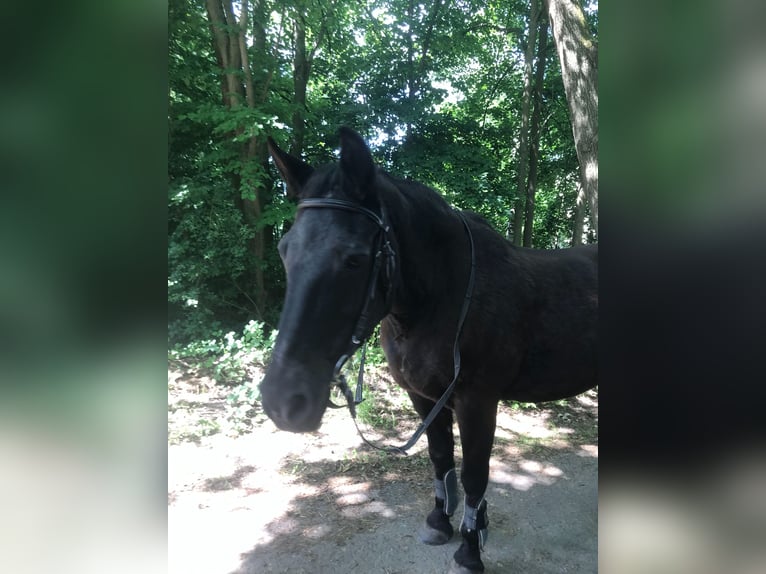 RB gesucht (RsP)