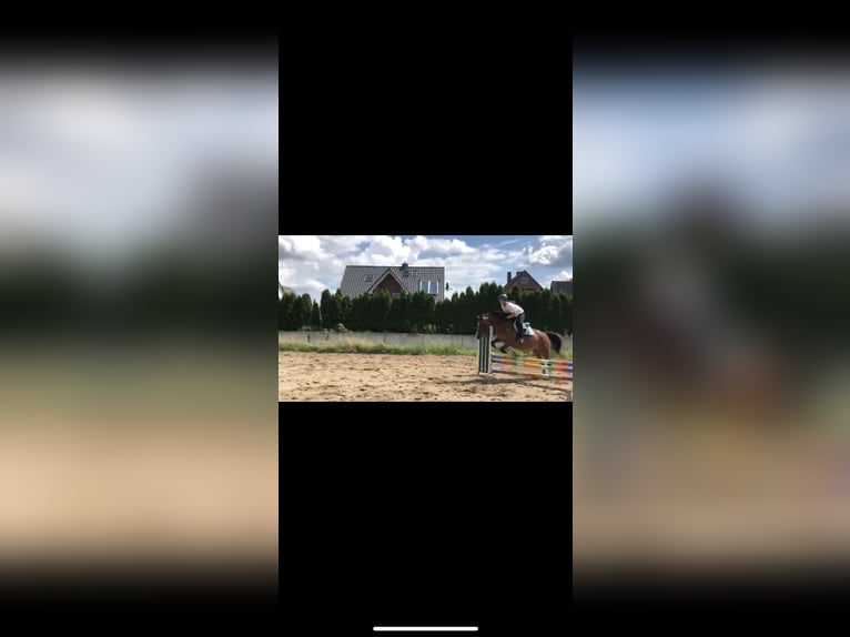 RB mit spring Möglichkeit gesucht 