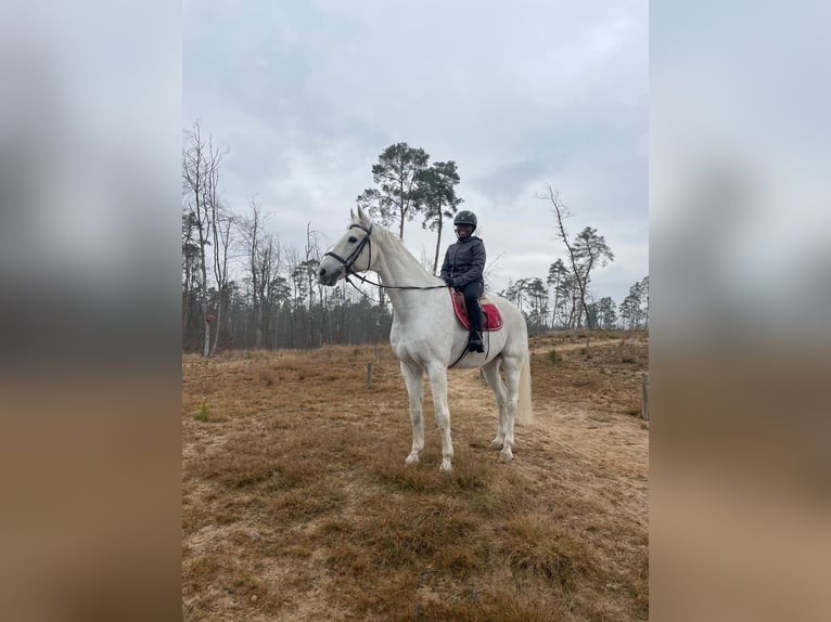 RB/Pony/Dressurpferd zur Verfügung / Tunierpferd Gesucht