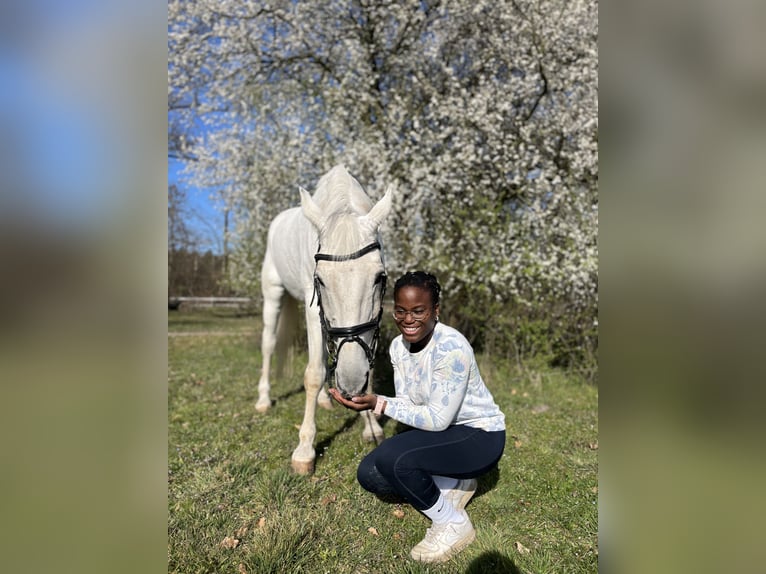 RB/Pony/Dressurpferd zur Verfügung / Tunierpferd Gesucht
