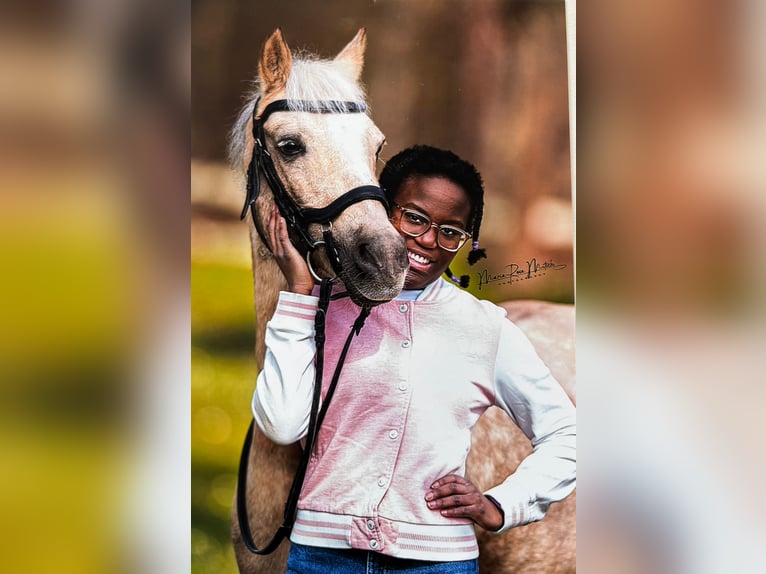 RB/Pony/Dressurpferd zur Verfügung / Tunierpferd Gesucht