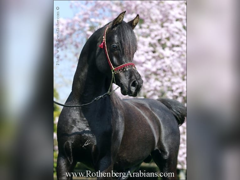 REIN ÄGYPTISCHE VOLLBLUTARABER-HENGSTE+ Ägyptischer Araber Hengst Rappe in Monheim