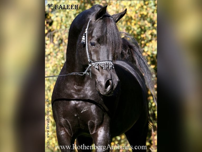 REIN ÄGYPTISCHE VOLLBLUTARABER-HENGSTE+ Arabe égyptien Étalon Noir in Monheim