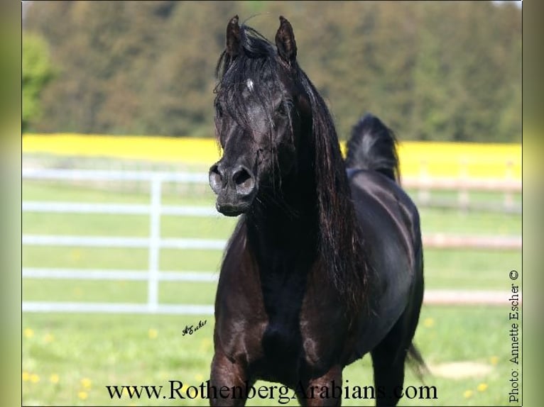REIN ÄGYPTISCHE VOLLBLUTARABER-HENGSTE Ägyptischer Araber Hengst Rappe in Monheim