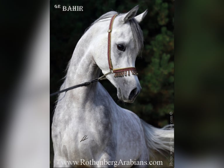 REIN ÄGYPTISCHE VOLLBLUTARABER-HENGSTE Egipski koń arabski Ogier Kara in Monheim