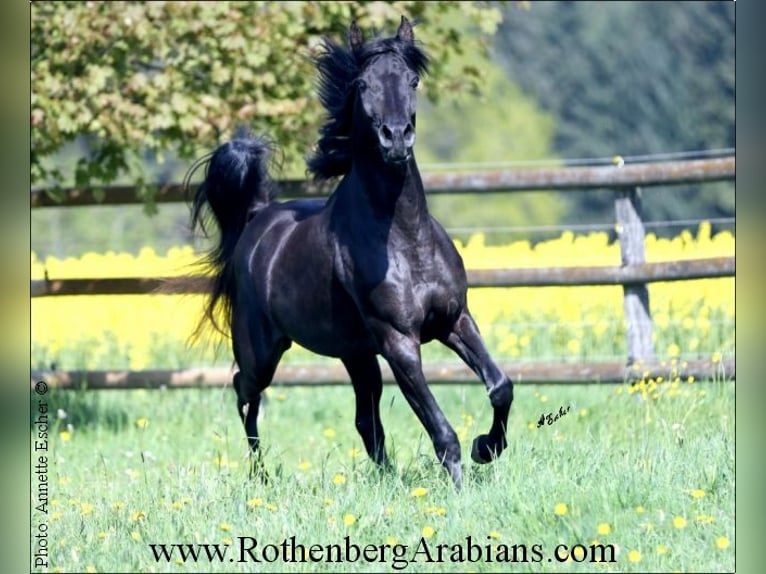 REIN ÄGYPTISCHE VOLLBLUTARABER-HENGSTE Straight Egyptian Hingst Svart in Monheim