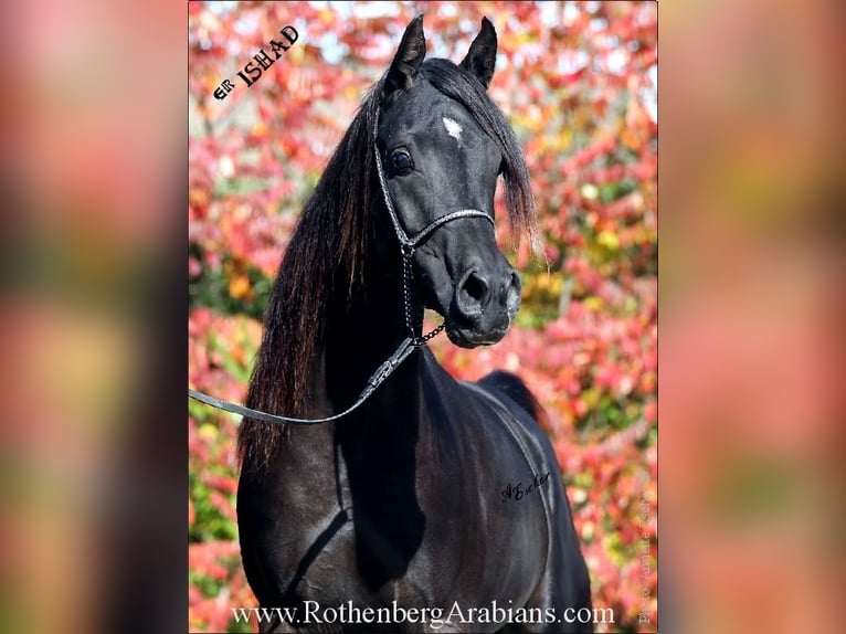 REIN ÄGYPTISCHE VOLLBLUTARABER-HENGSTE Straight Egyptian Hingst Svart in Monheim