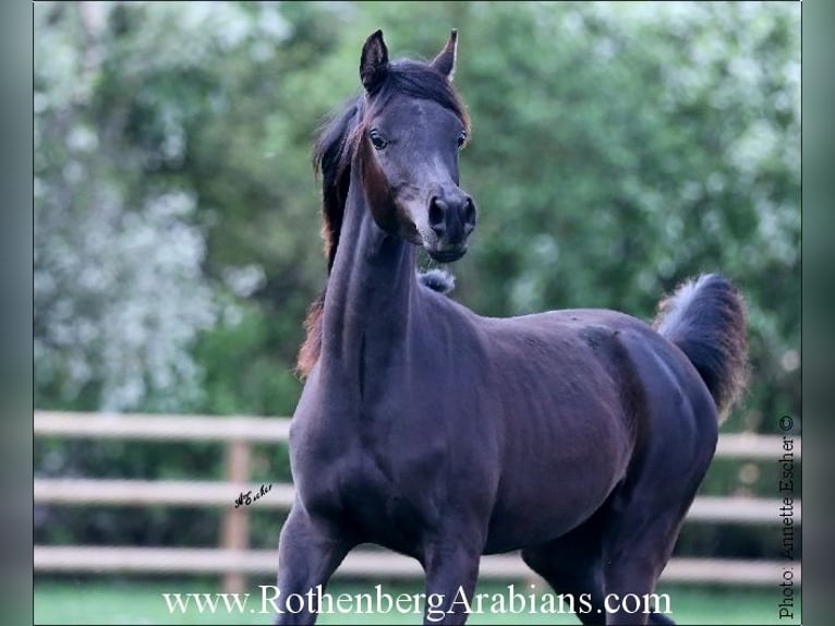 Reinerbiger rein ägyptischer Rapphengst GR Layad Arabian horses Stallion Black in Monheim