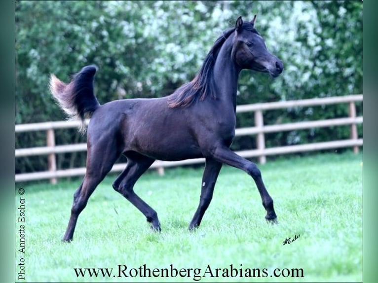 Reinerbiger rein ägyptischer Rapphengst GR Layad Arabian horses Stallion Black in Monheim