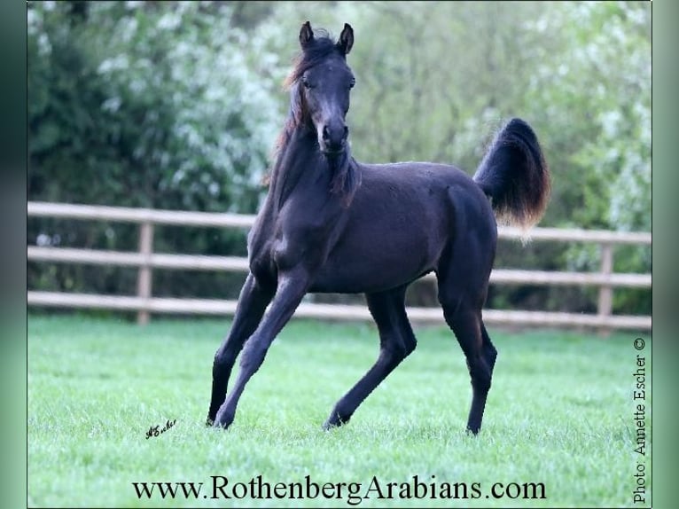 Reinerbiger rein ägyptischer Rapphengst GR Layad Purosangue arabo Stallone Morello in Monheim