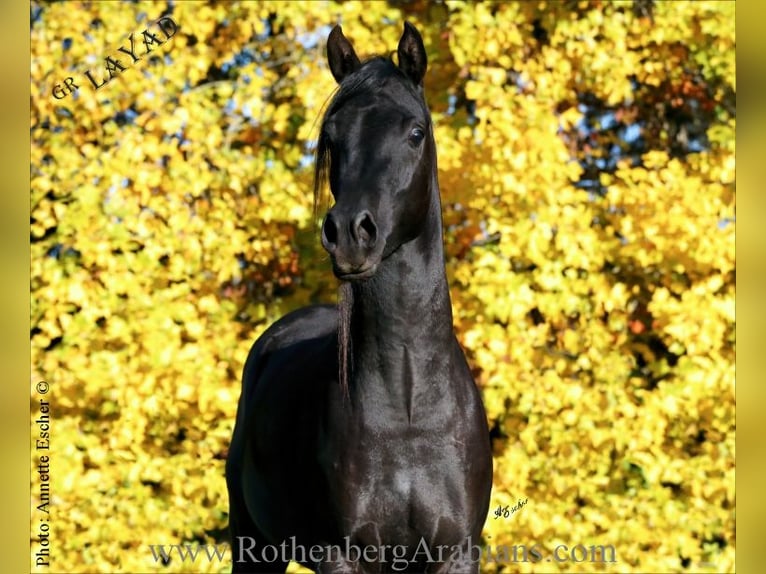 Reinerbiger rein ägyptischer Rapphengst GR Layad Straight Egyptian Stallion Black in Monheim