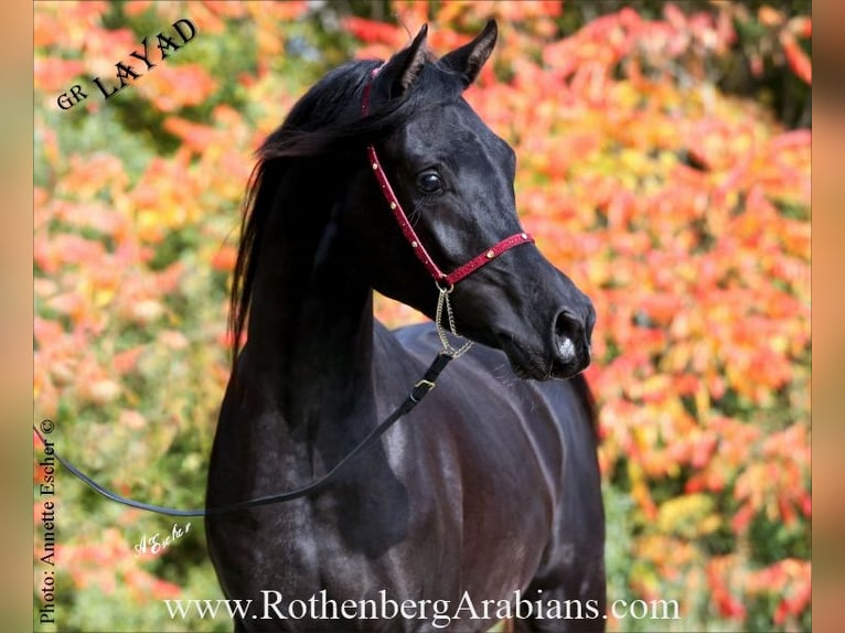 Reinerbiger rein ägyptischer Rapphengst GR Layad Straight Egyptian Stallion Black in Monheim