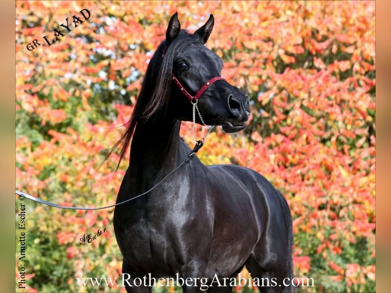 Reinerbiger rein ägyptischer Rapphengst GR Layad Straight Egyptian Stallion Black in Monheim