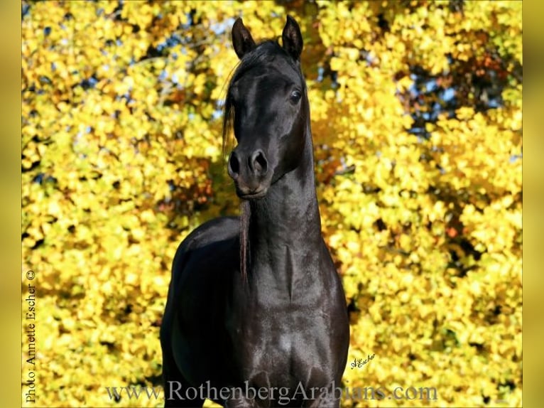 Reinerbiger rein ägyptischer Rapphengst GR Layad Straight Egyptian Stallion Black in Monheim