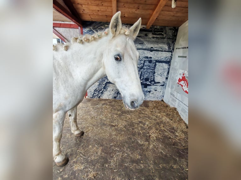Reit Beteiligung gesucht (Reiter sucht Pferd)