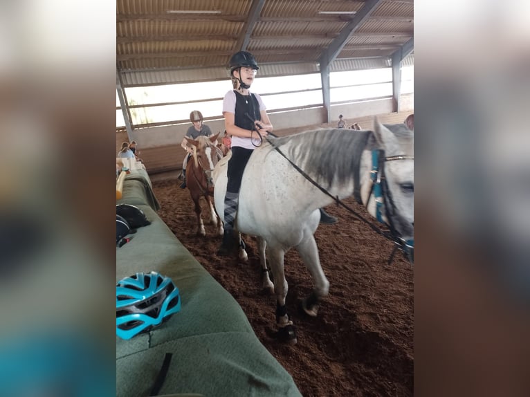 Reit Beteiligung gesucht (Reiter sucht Pferd)