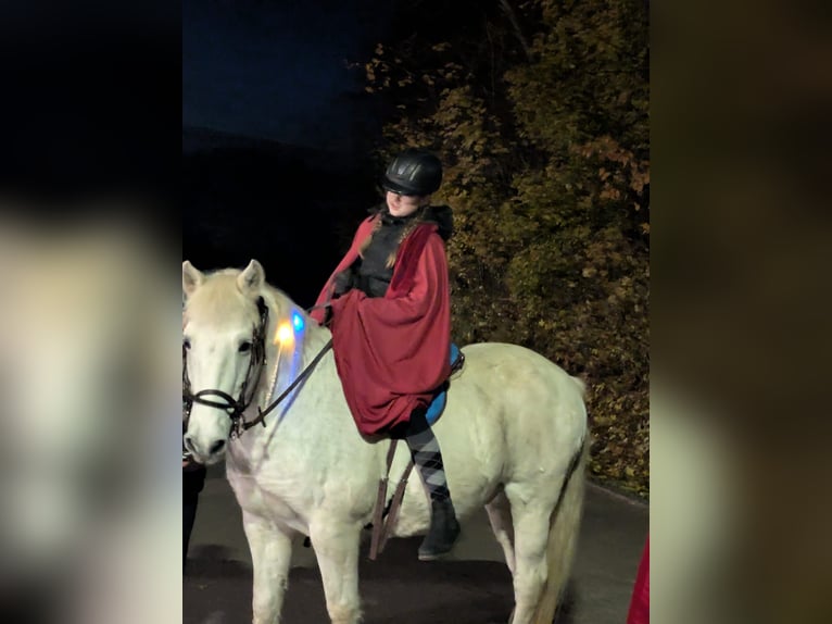 Reit Beteiligung gesucht (Reiter sucht Pferd)
