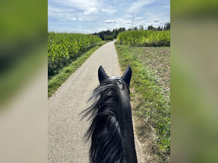 Reit- oder Pflegebeteiligung