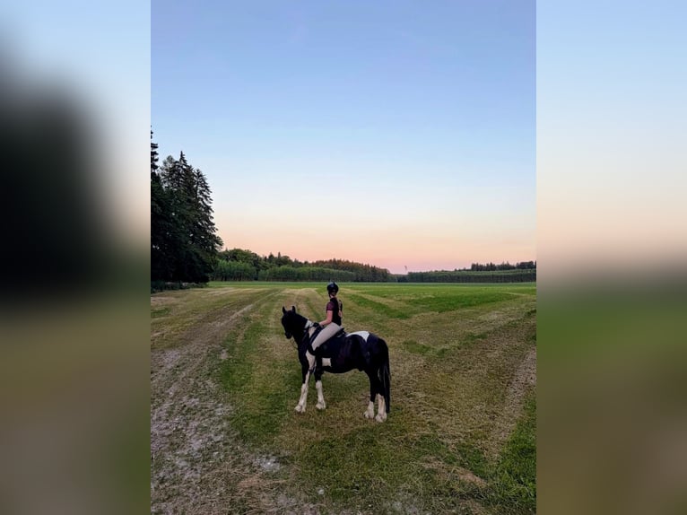 Reitbeteidigung gesucht