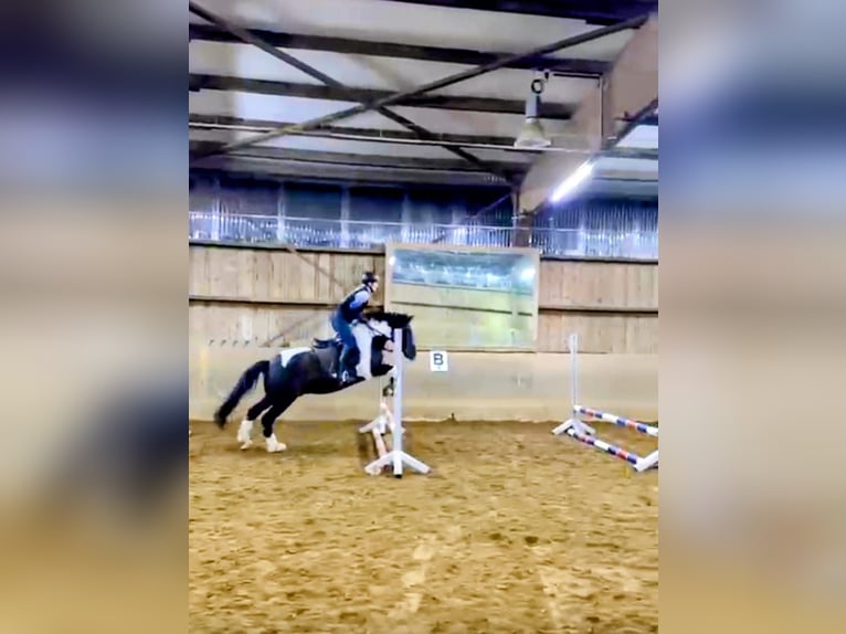 Reitbeteidigung gesucht