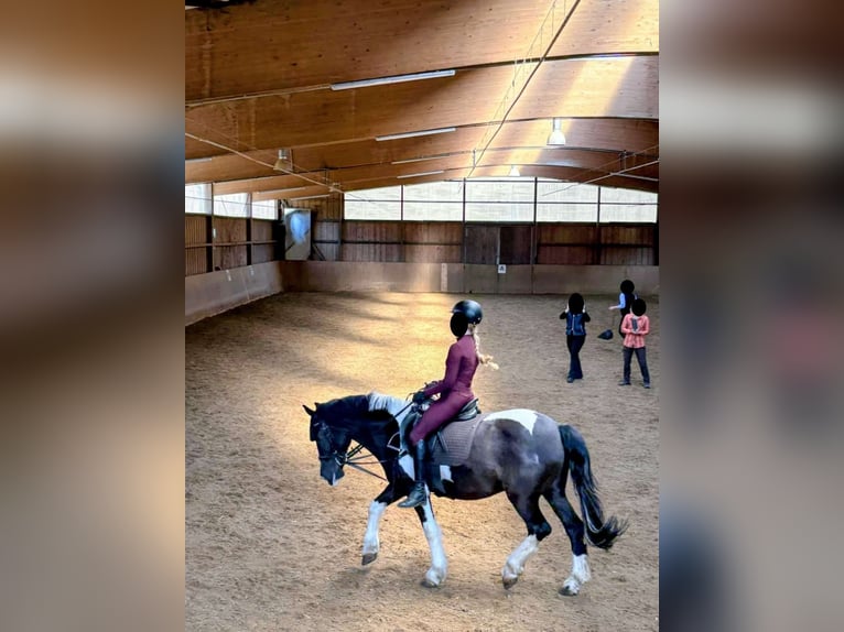 Reitbeteidigung gesucht