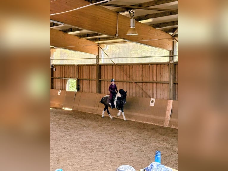 Reitbeteidigung gesucht