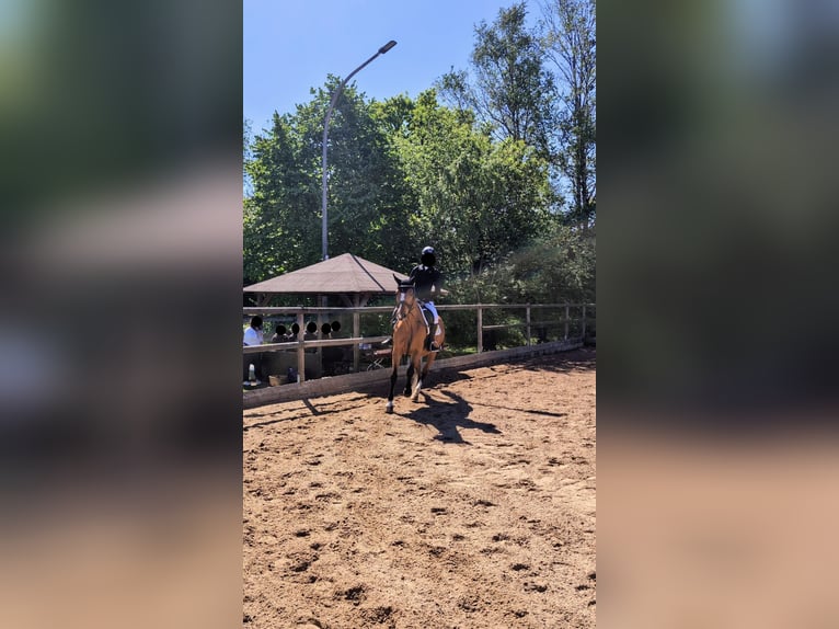 Reitbeteidigung gesucht