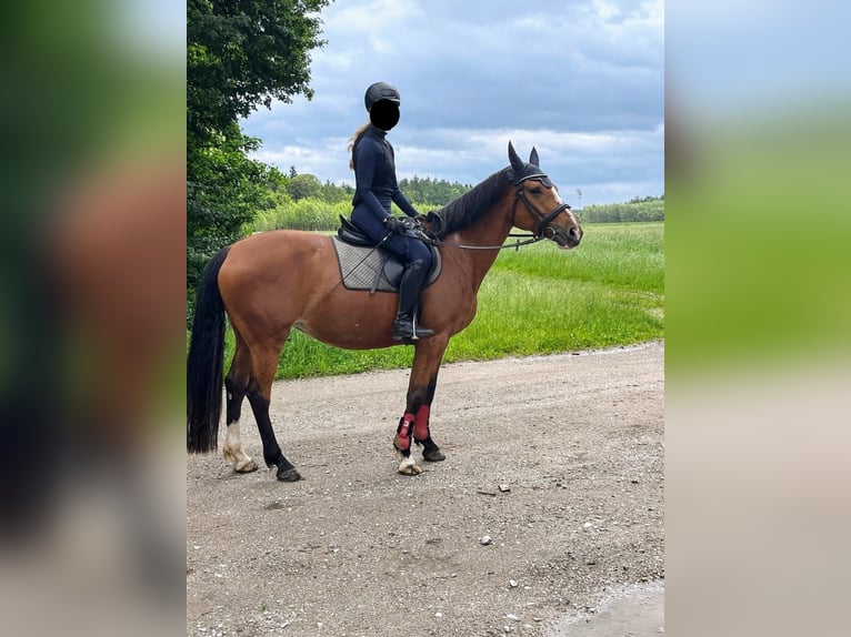Reitbeteidigung gesucht