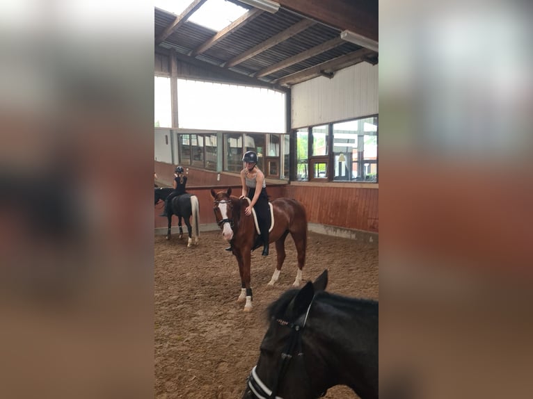 Reitbeteildigung gesucht ~ Reiter sucht Pferd