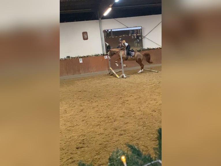 Reitbeteildigung gesucht ~ Reiter sucht Pferd