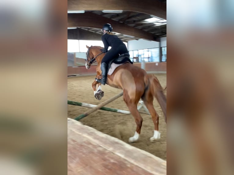 Reitbeteildigung gesucht ~ Reiter sucht Pferd