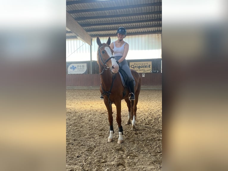 Reitbeteildigung gesucht ~ Reiter sucht Pferd