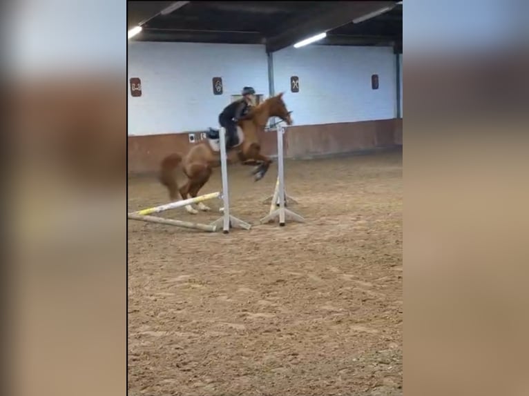 Reitbeteildigung gesucht ~ Reiter sucht Pferd